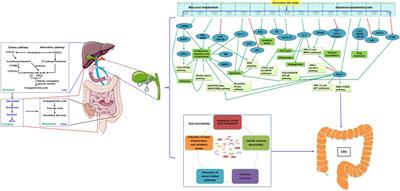 Cholecystectomy promotes the development of colorectal cancer by the alternation of bile acid metabolism and the gut microbiota